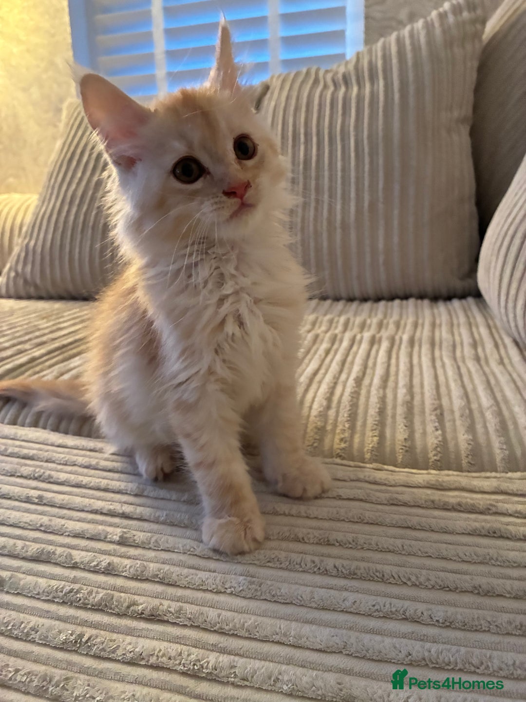 Maine Coon cats for sale: Maine coon  - Advert 5
