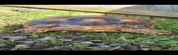 Tortoise reptiles for sale: Sulcata tortoise  in Blackwood - Advert 2