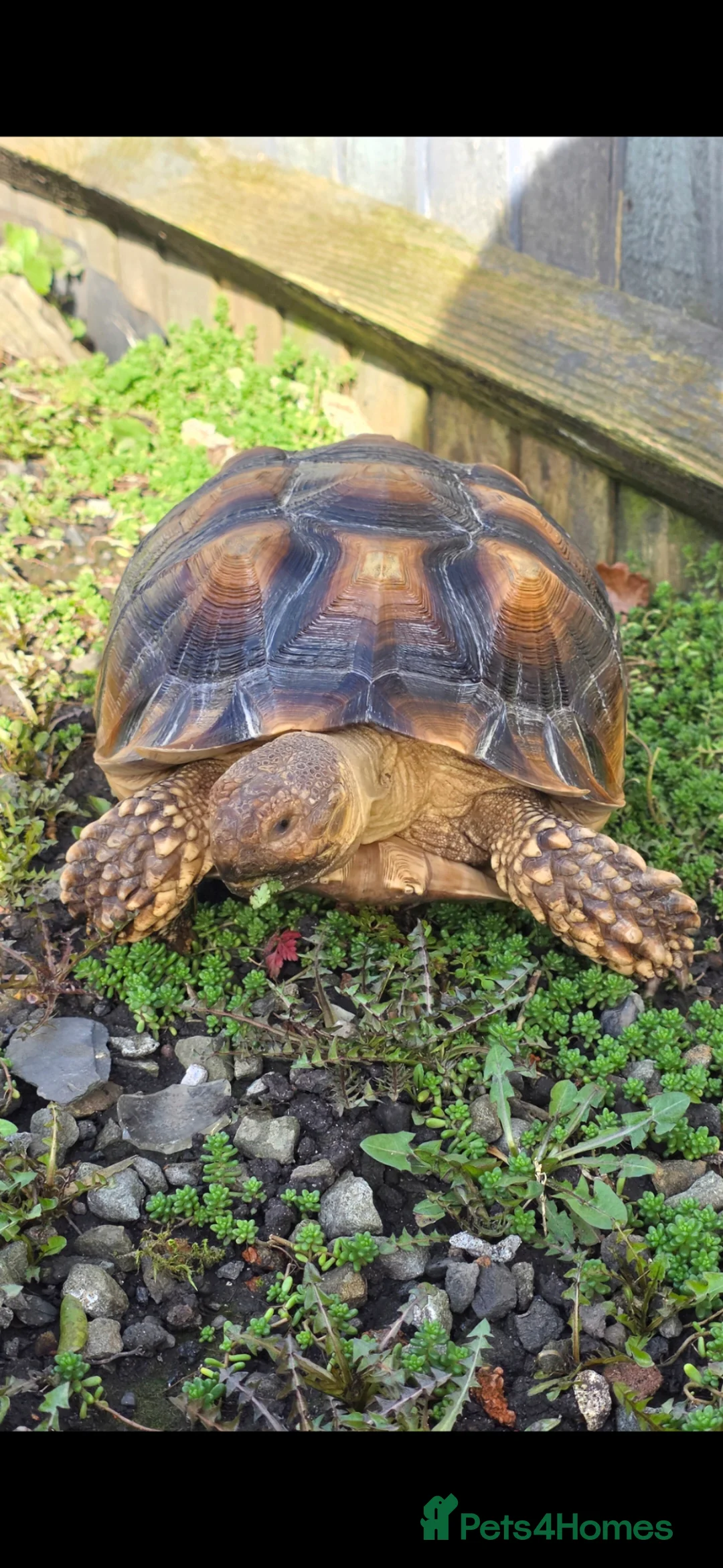 Tortoise reptiles for sale: Sulcata tortoise  in Blackwood - Advert 2