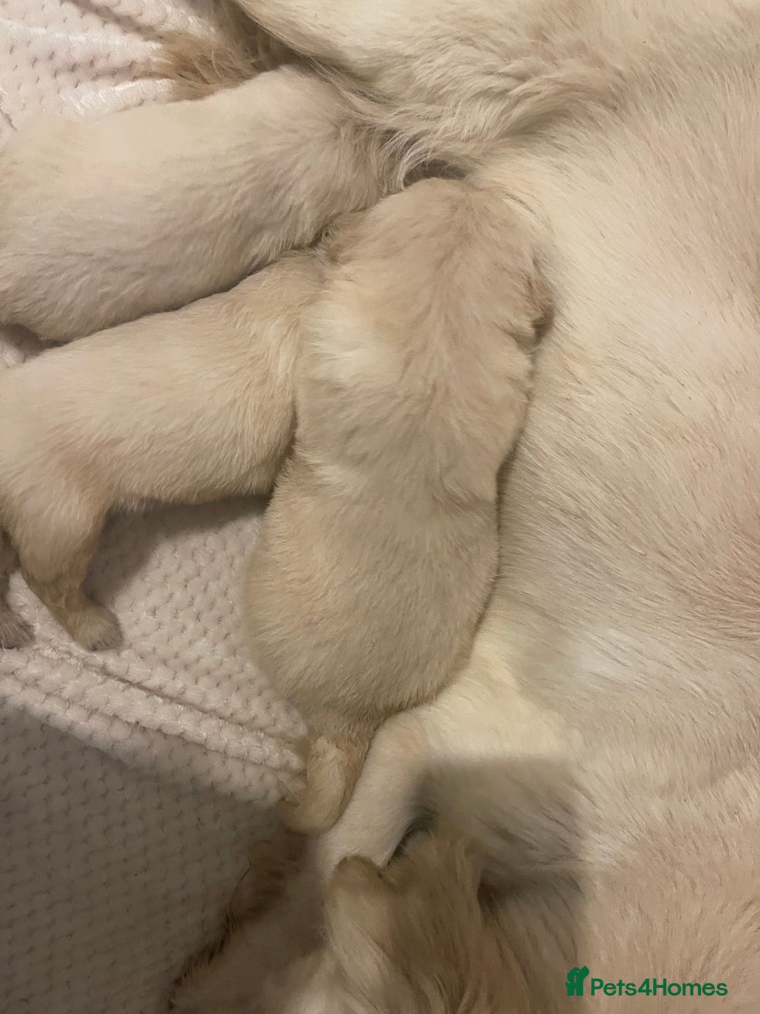 Golden Retriever dogs for sale: STUNNING KC DNA TESTED RETRIEVERS - Advert 9