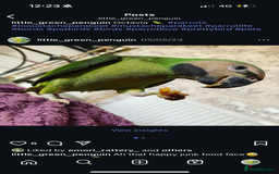 Parakeets birds for sale: Moustache Parakeet - Image 8