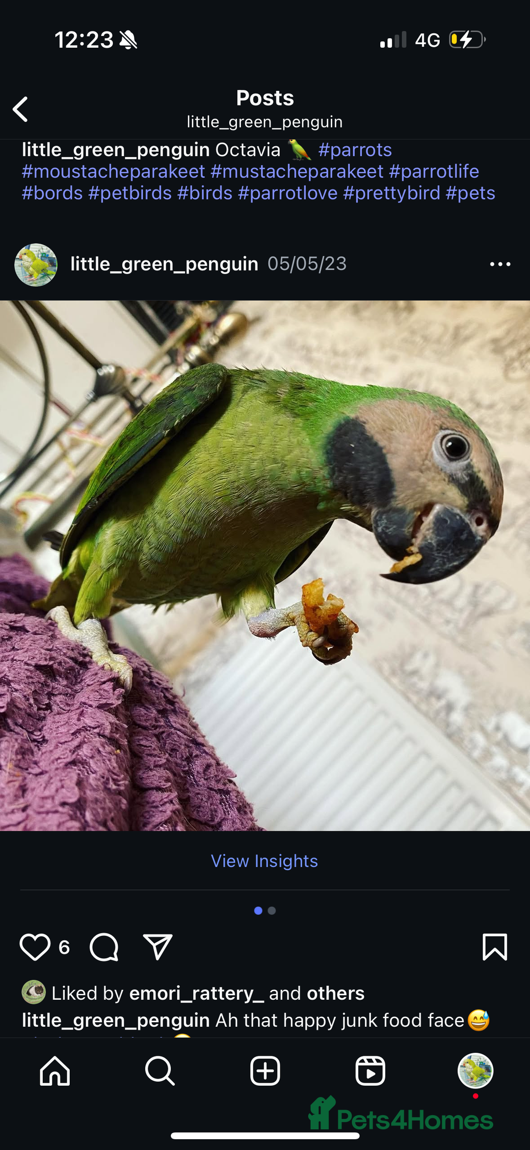 Parakeets birds for sale: Moustache Parakeet - Image 8