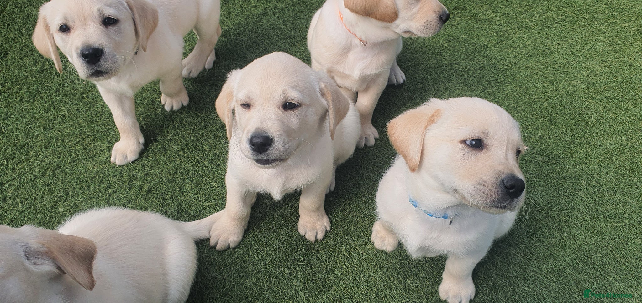 Goldador dogs Goldador puppies - Advert 2