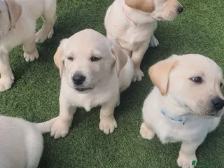 Goldador dogs Goldador puppies - Advert 2