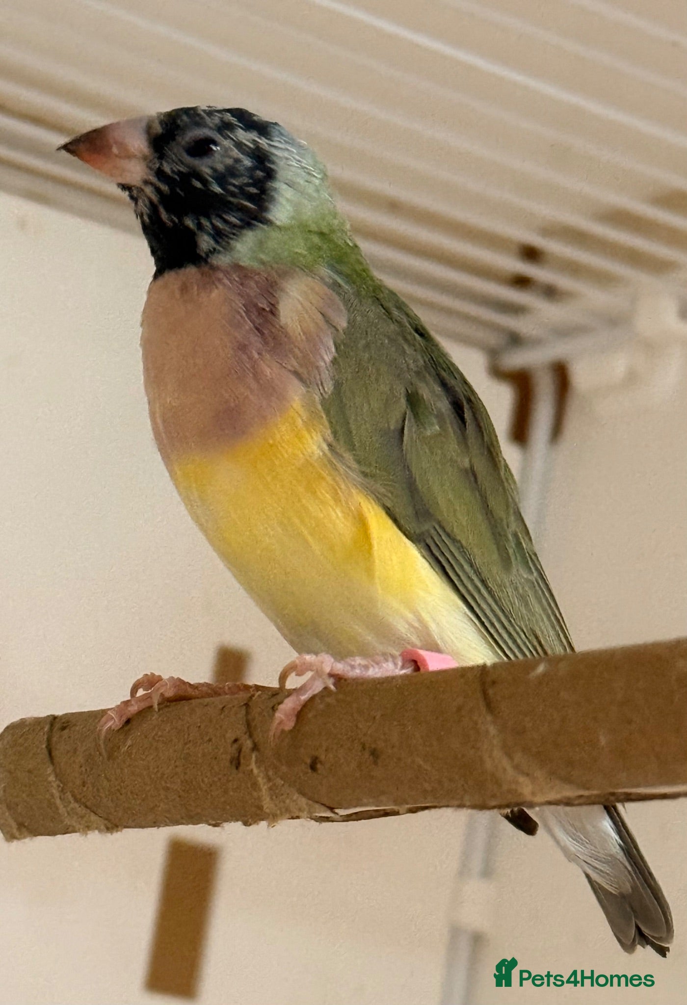 Finches birds  Gouildian finches females available young  - Advert 2