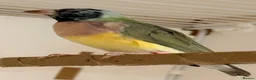 Finches birds for sale: Female Gouildian finches available young  - Advert 1