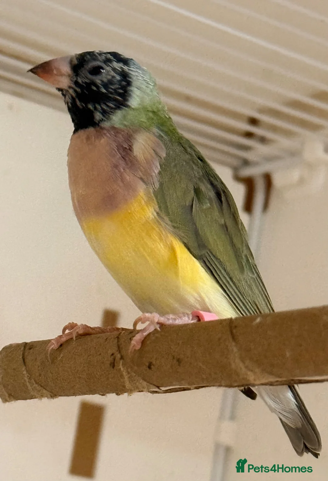 Finches birds for sale: Female Gouildian finches available young  - Advert 1