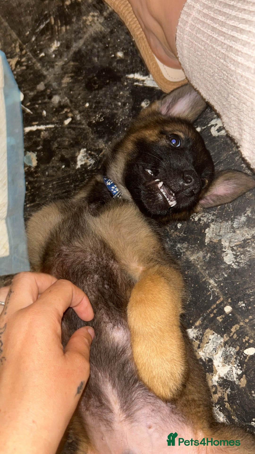 Belgian Shepherd Dog dogs for sale: Mali-Dutchies in Bishop Auckland - Image 9