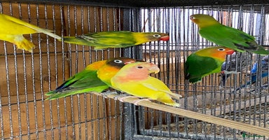 Lovebirds birds - Advert 15