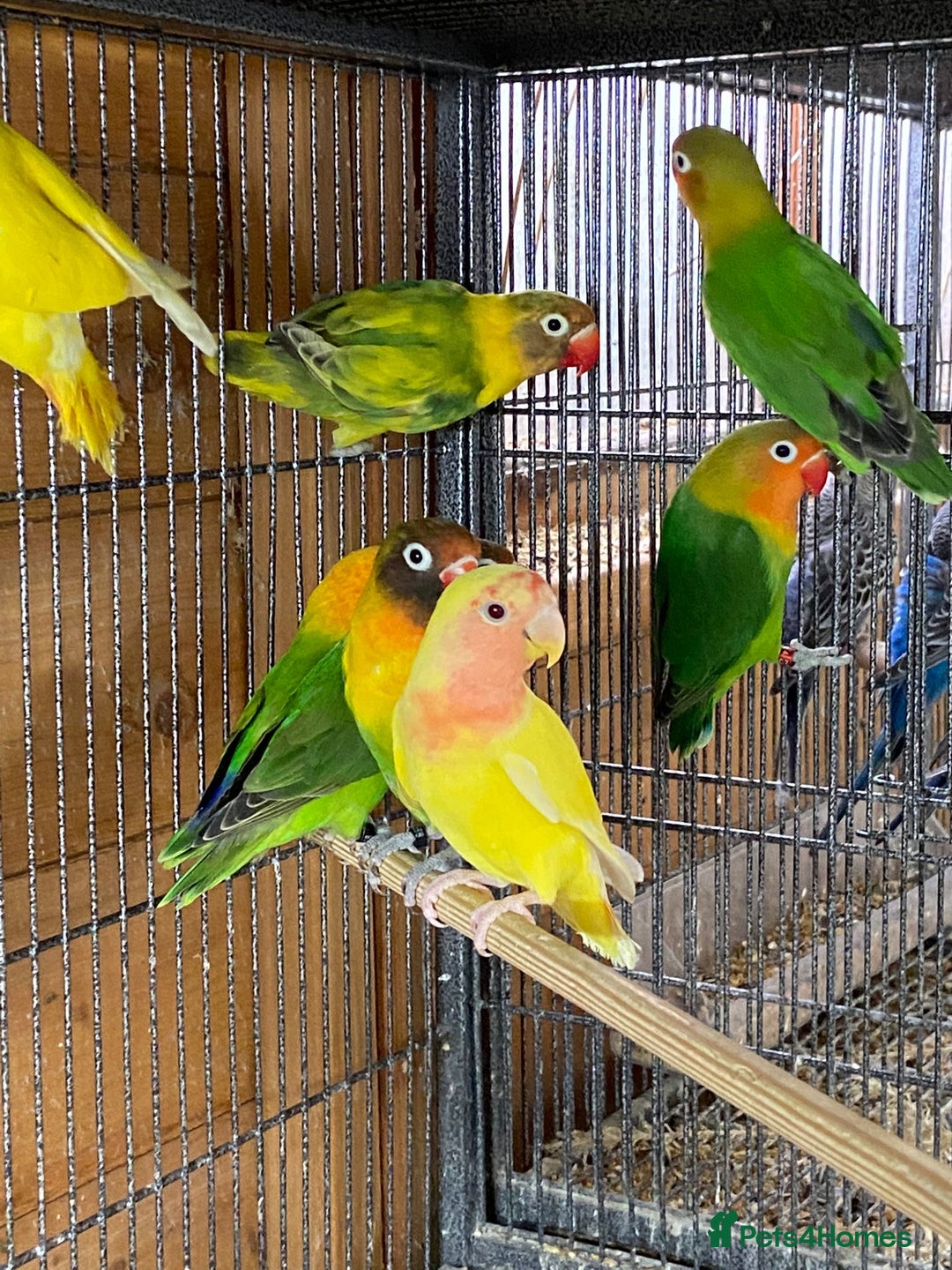 Lovebirds birds for sale: Stunning love birds  - Image 3
