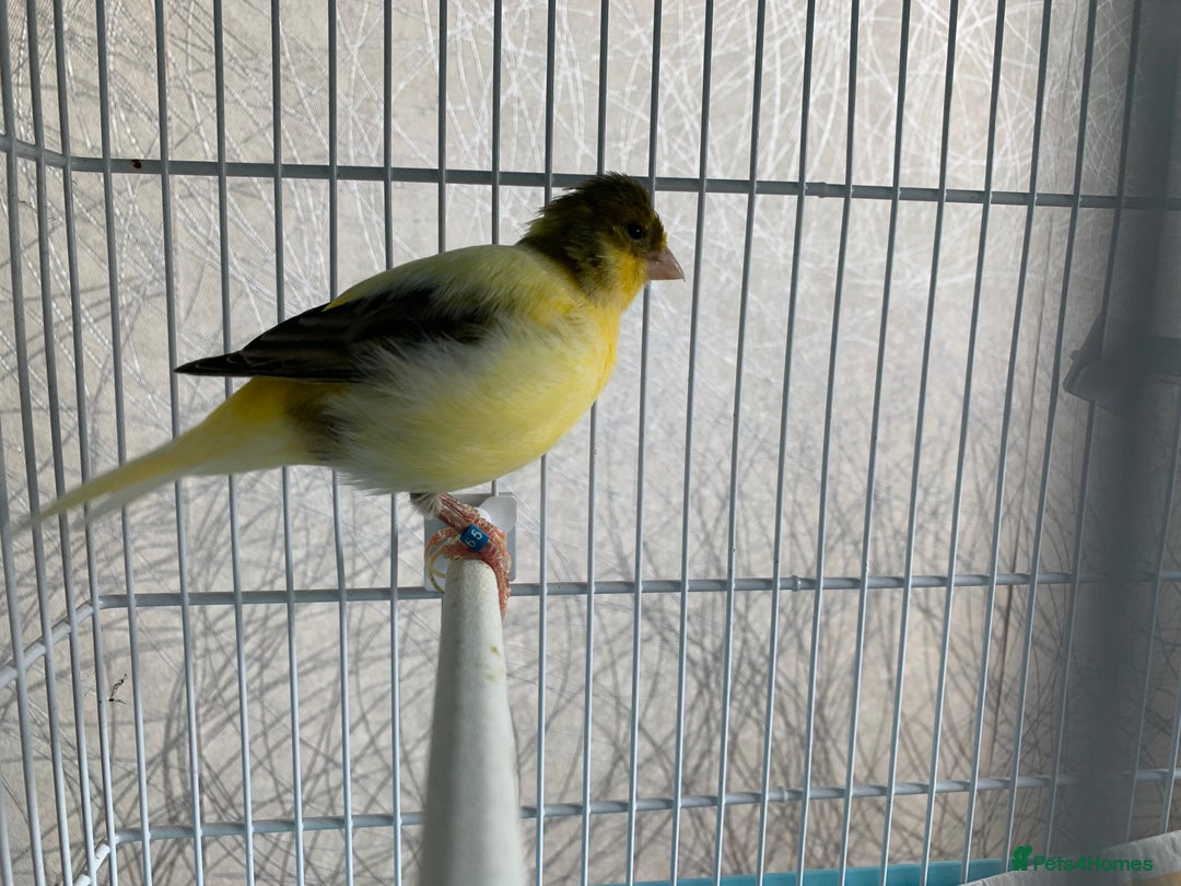 Canaries birds for sale: Breeding pair of canaries - Image 7