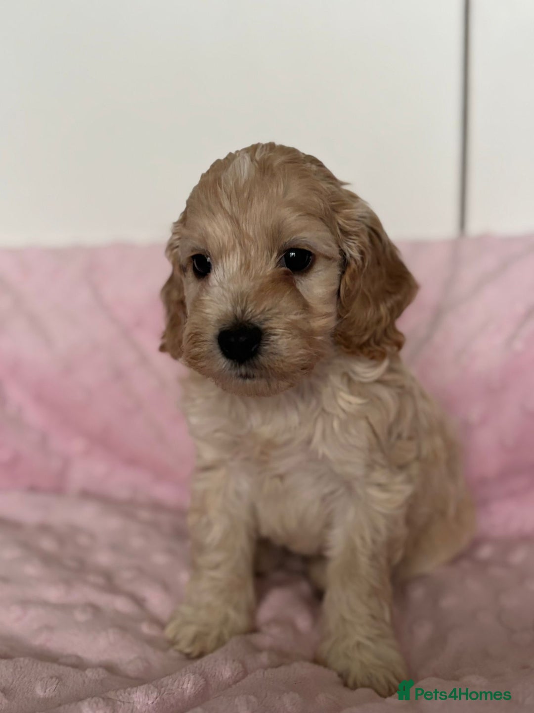 Mixed Breed dogs for sale: Stunning Cockapoo / Doodle  Puppies - Advert 13