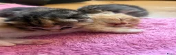 Persian cats for sale: Half Persian Kittens - Advert 8