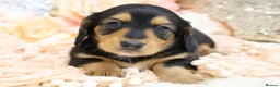 Miniature Dachshund dogs for sale: KC Longhair Miniature Dachshund Puppies - Advert 11