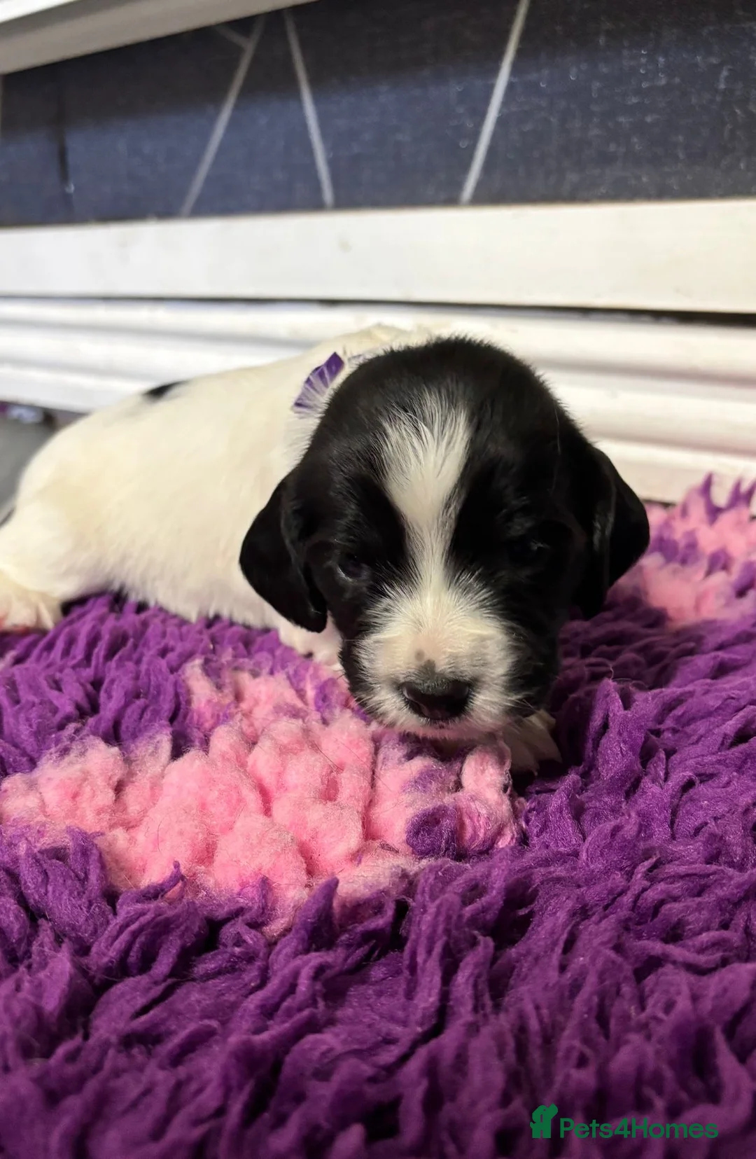 Sprocker dogs for sale: Adorable sprocker pups - Advert 6