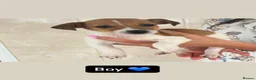 Jack Russell dogs for sale: 5 beautiful puppies 2 girls 3 boys  in Abingdon - Advert 5