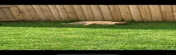 French Bulldog dogs for sale: Female French bulldog 5 years old - Advert 5