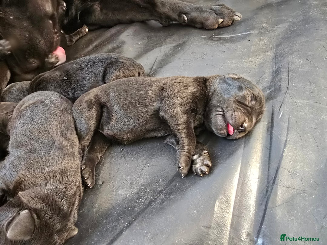 Mixed Breed dogs for sale: Puppies for sale  - Advert 3