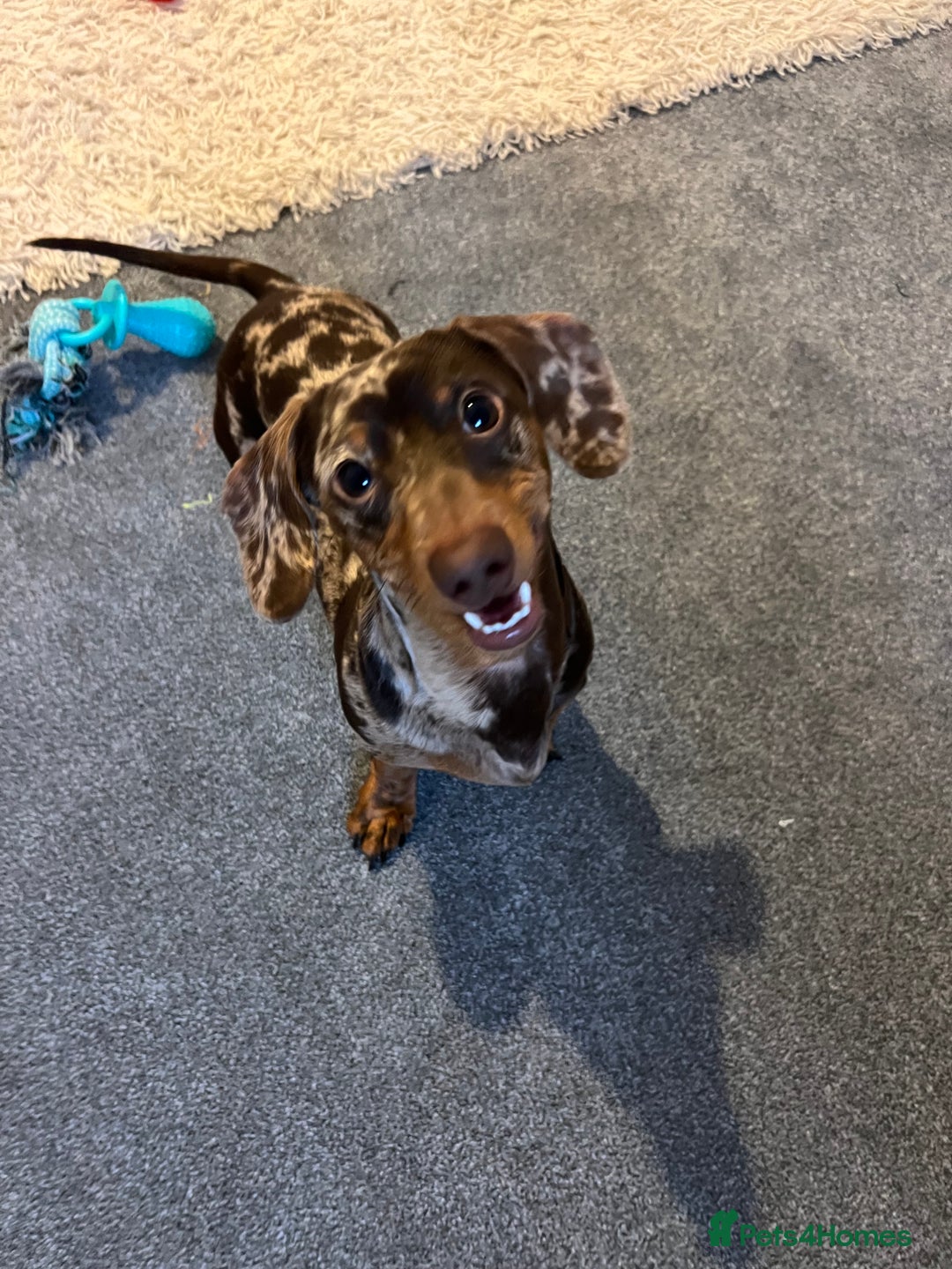 Miniature Dachshund dogs for sale: 1 Year Old Miniature Dachshund Male - Advert 3