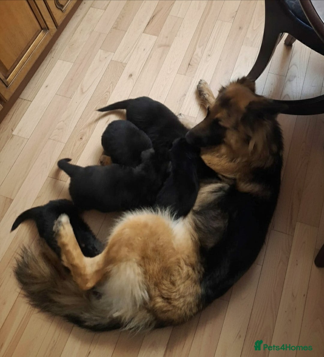 German Shepherd dogs for sale: BEAUTIFUL GERMAN SHEPHERD PUPS READY NOW - Image 40