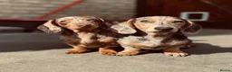 Miniature Dachshund dogs for sale: Miniature dachshund sisters in Bristol - Advert 4