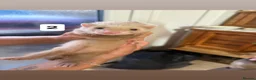Ferret rodents for sale: ferret kits for sale  in Hereford - Advert 3