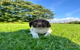English Springer Spaniel dogs for sale: KC REG ENGLISH SPRINGER SPANIEL - Image 16