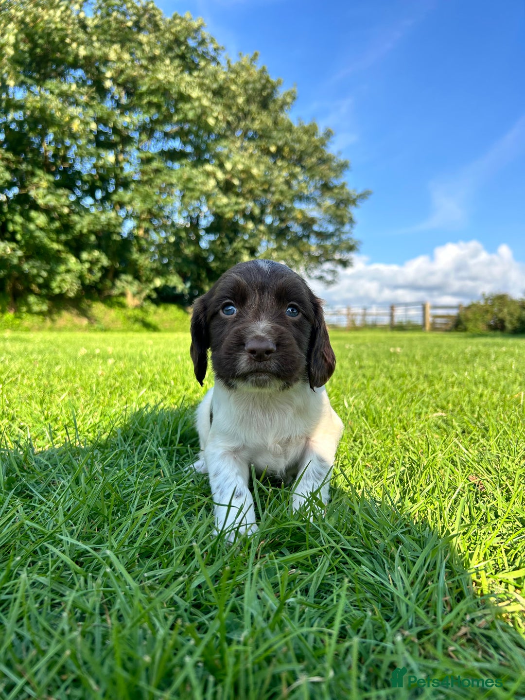 English Springer Spaniel dogs for sale: KC REG ENGLISH SPRINGER SPANIEL - Image 16