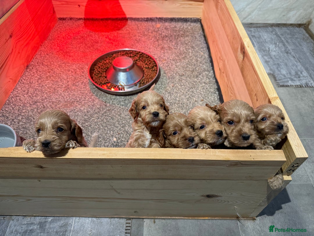 Cockapoo dogs for sale: Most extensively genetically health tested pups  - Image 11