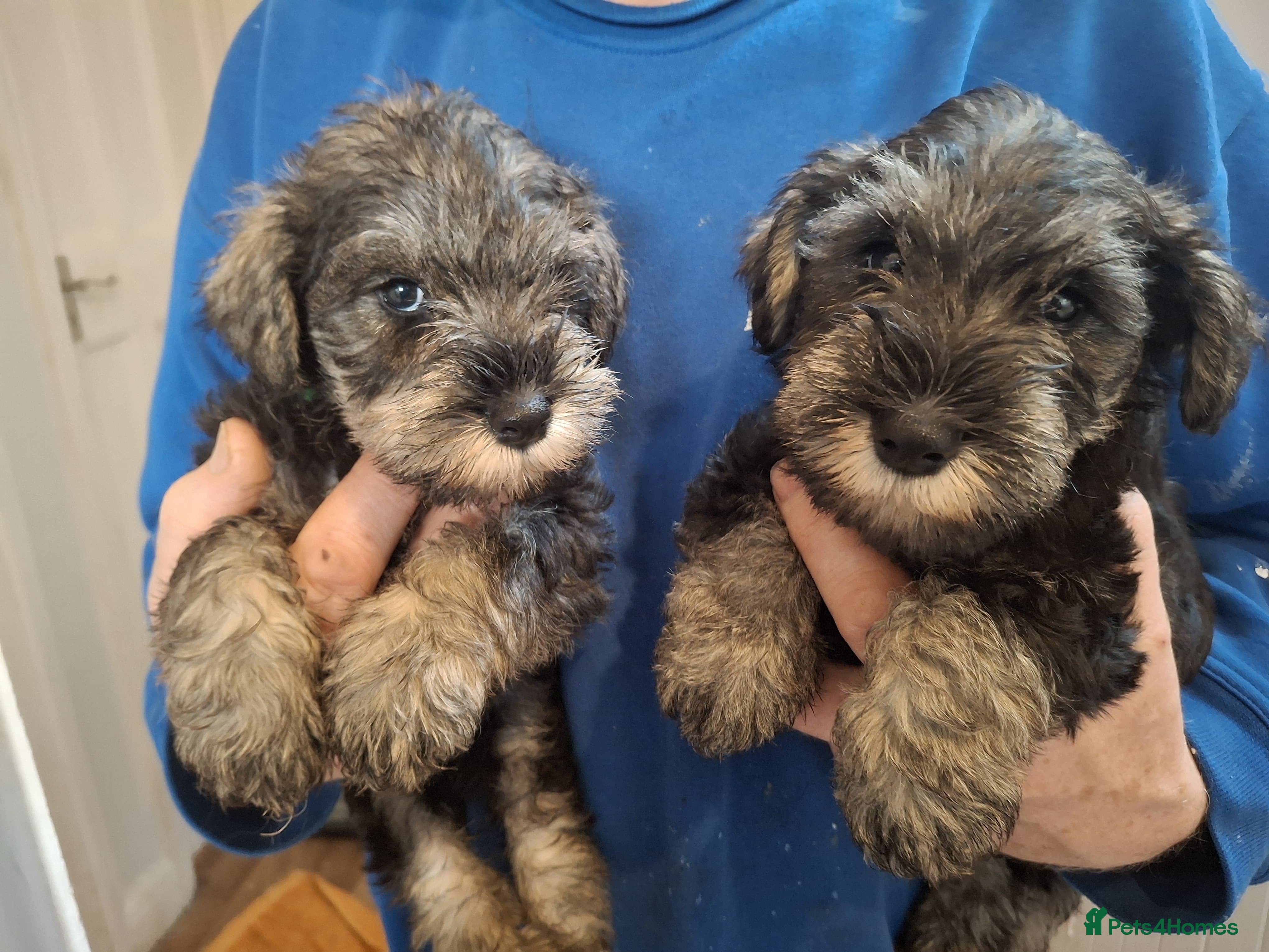 Miniature Schnauzer dogs Adorable Miniature Schnauzer Puppies for Sale - Advert 1