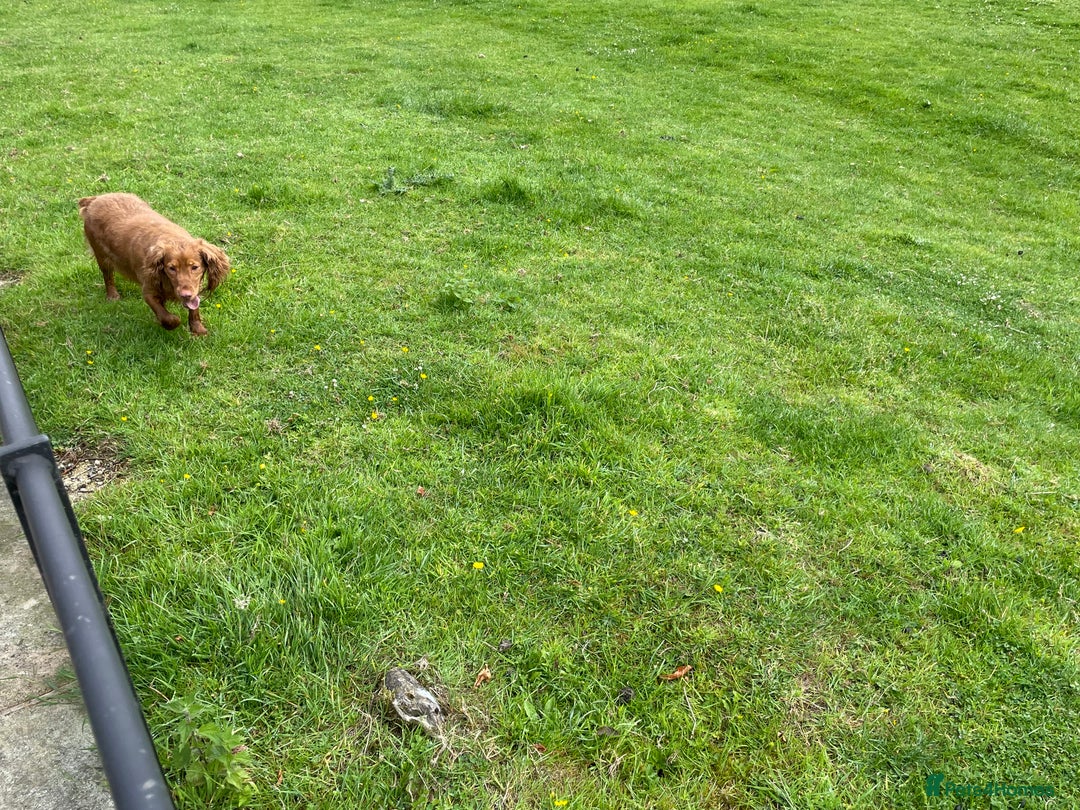 Cocker Spaniel dogs for sale: KC registered health tested adult bitch  - Image 4