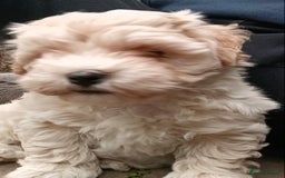 Maltipoo dogs for sale: Adorable Maltipoo Puppies, cream/red M&F - Image 9