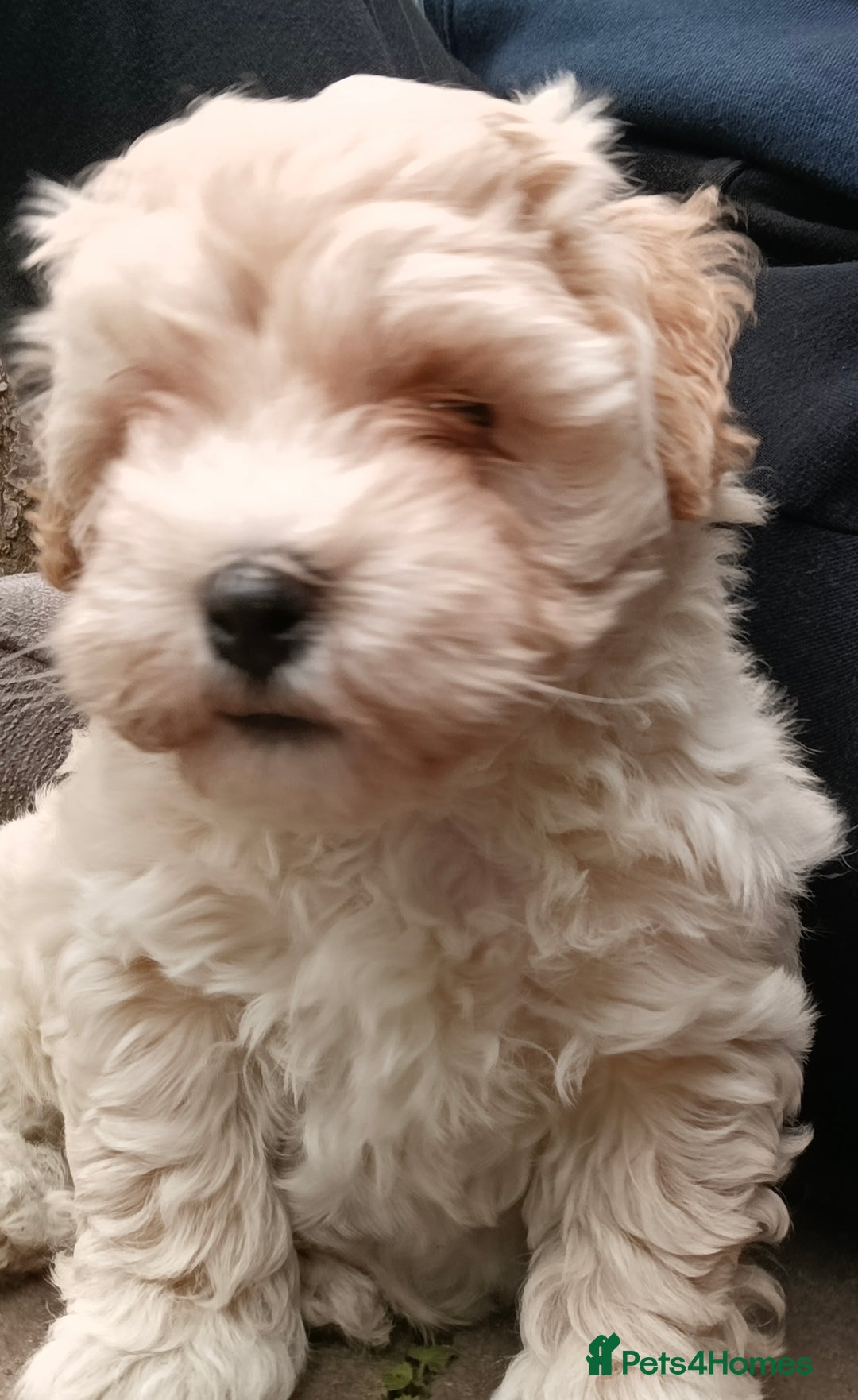 Maltipoo dogs for sale: Adorable Maltipoo Puppies, cream/red M&F - Image 9