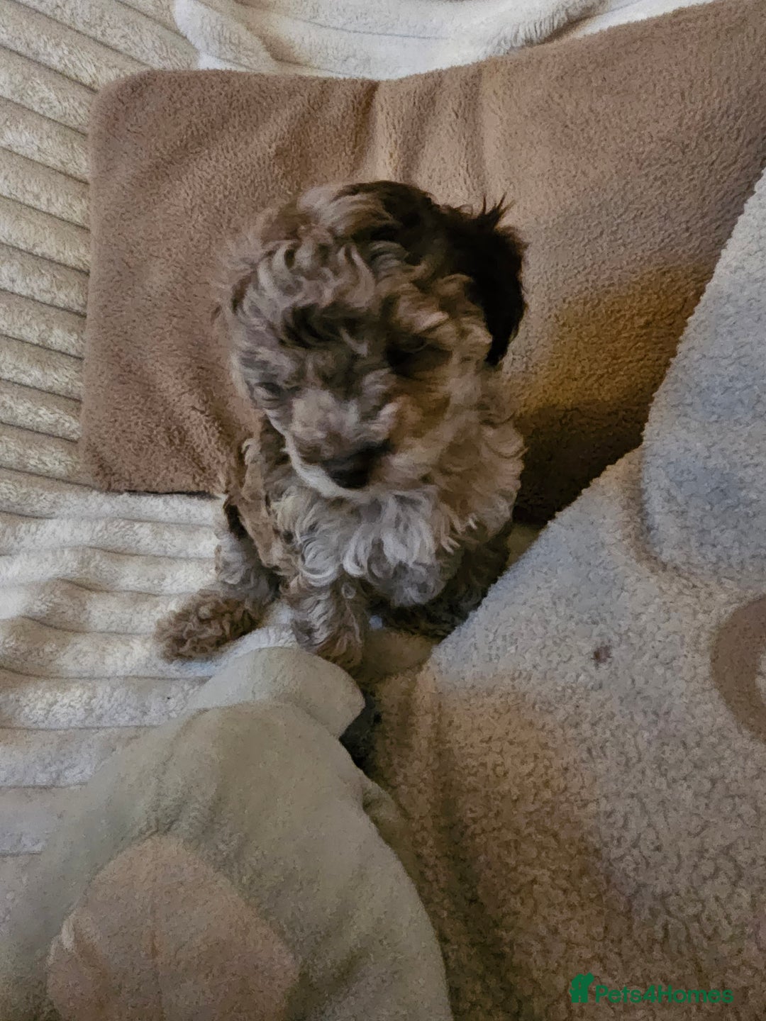 Maltipoo dogs for sale: Adorable rare merle maltipoos  ready no!!w - Advert 7