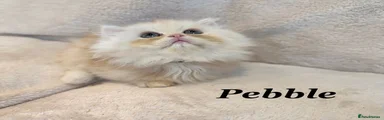 Pebble