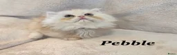 Persian cats for sale: **Last One** beautiful Persian kittens - Advert 24