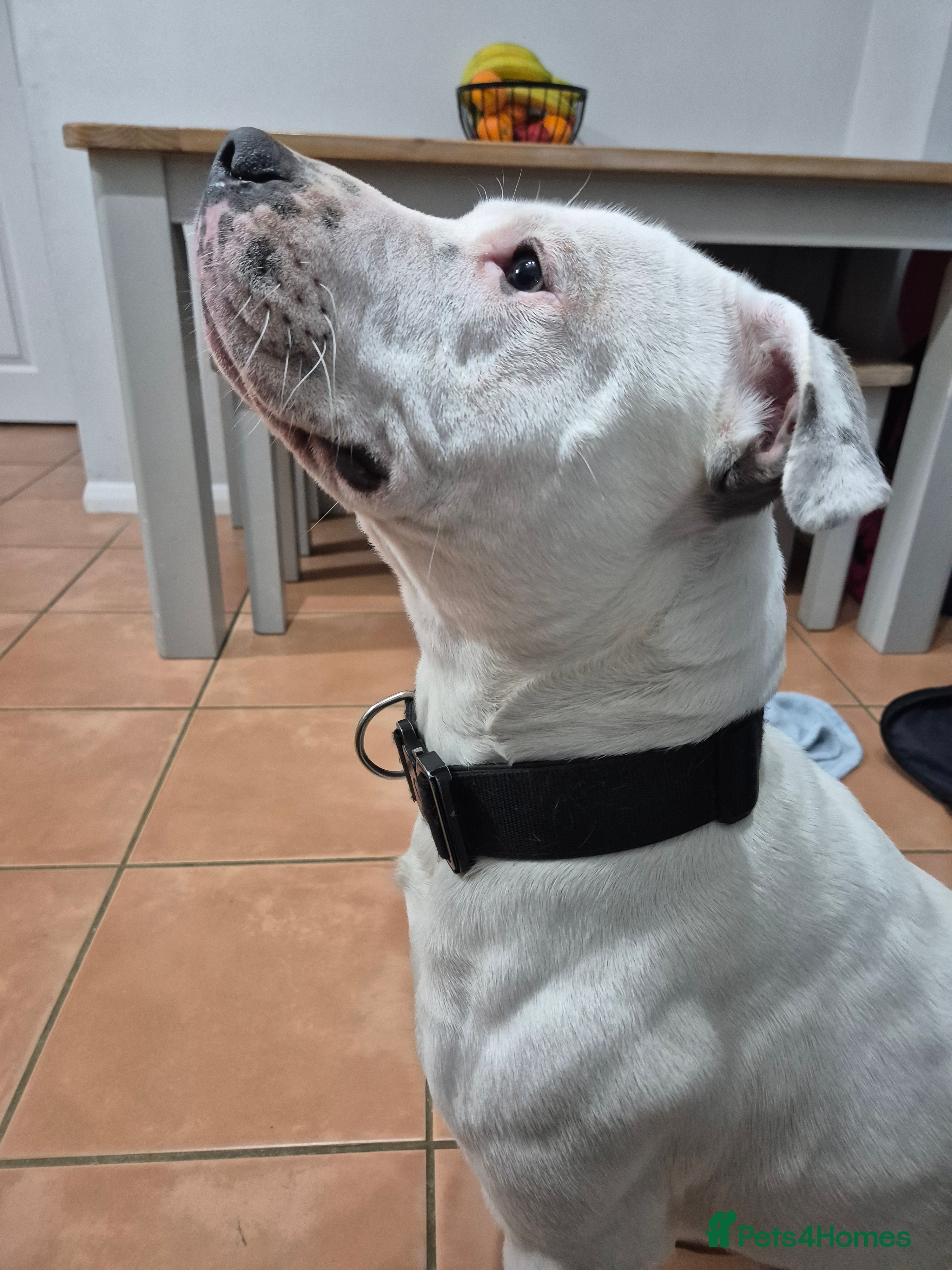 Staffordshire Bull Terrier dogs For studding  - Advert 16