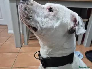 Staffordshire Bull Terrier dogs For studding - Advert 16