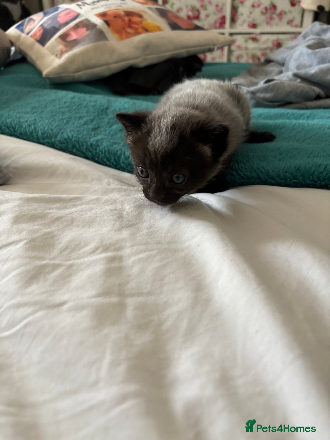 Mixed Breed cats for sale: Beautiful tabby x Ragdoll kittens for sale ! - Advert 12