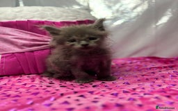 Maine Coon cats for sale: Beautiful GCCF reg Mainecoon kittens available  - Image 22