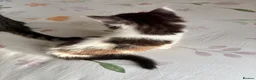 Ragdoll cats for sale: Fluffy Ragdoll-Mix Kitten  - Advert 8