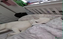 Siberian Husky dogs for stud: Siberian Husky - Image 4