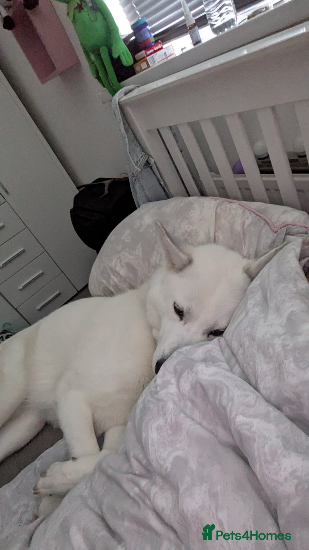 Siberian Husky dogs for stud: Siberian Husky - Image 4