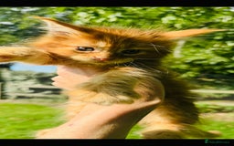 Maine Coon cats for sale: Stunning Pure Breed Maine Coon Kittens  - Image 4