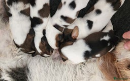 Basset Griffon Vendeen dogs for sale: Griffon grand bassets  - Image 5