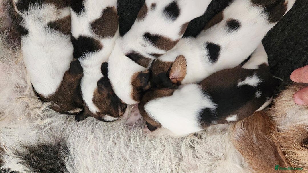 Basset Griffon Vendeen dogs for sale: Griffon grand bassets  - Image 5