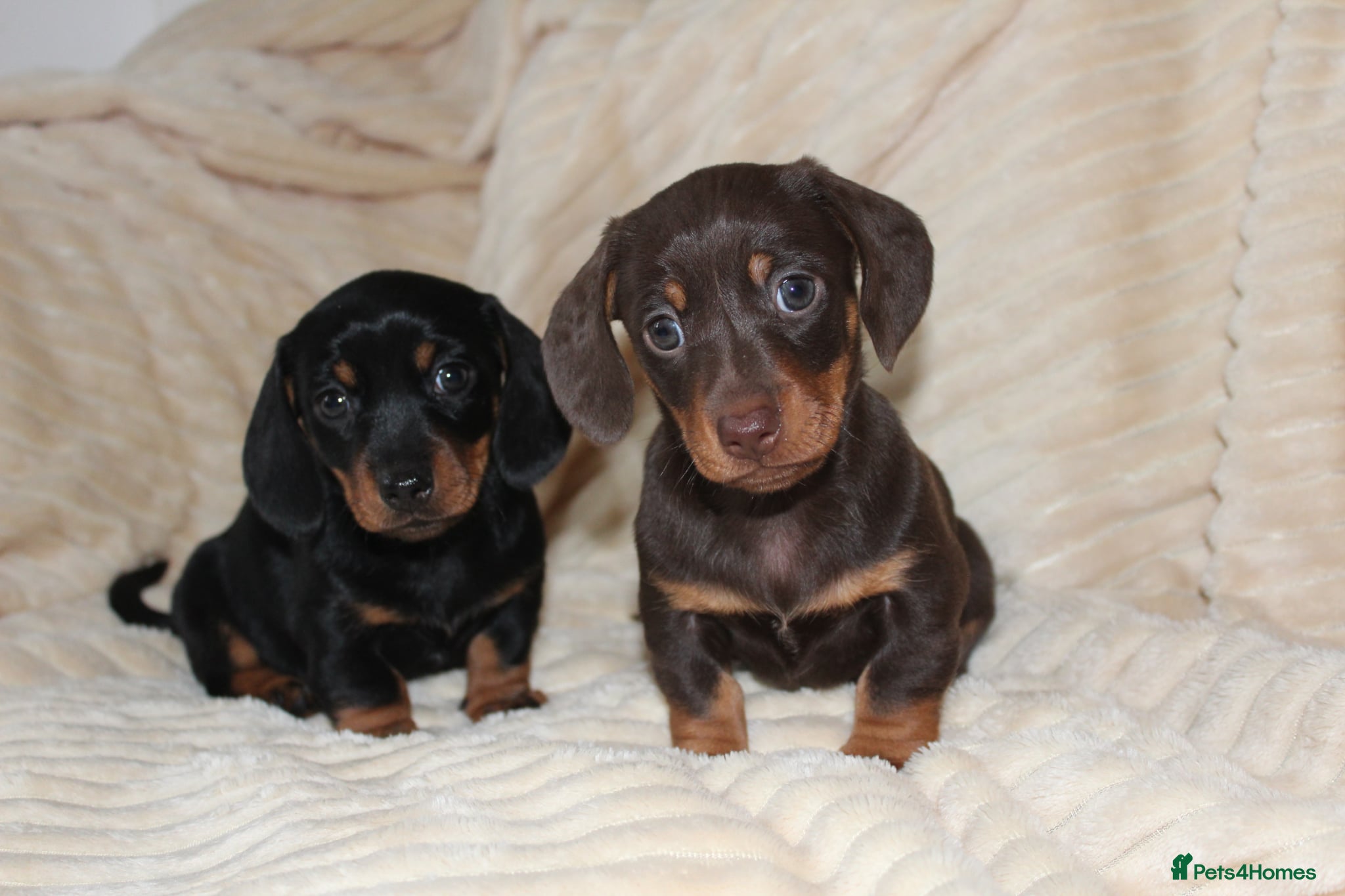 Dachshund dogs DACHSHUNDS PUPPIES LOOKING FOR THEIR FOREVER HOMES - Advert 1