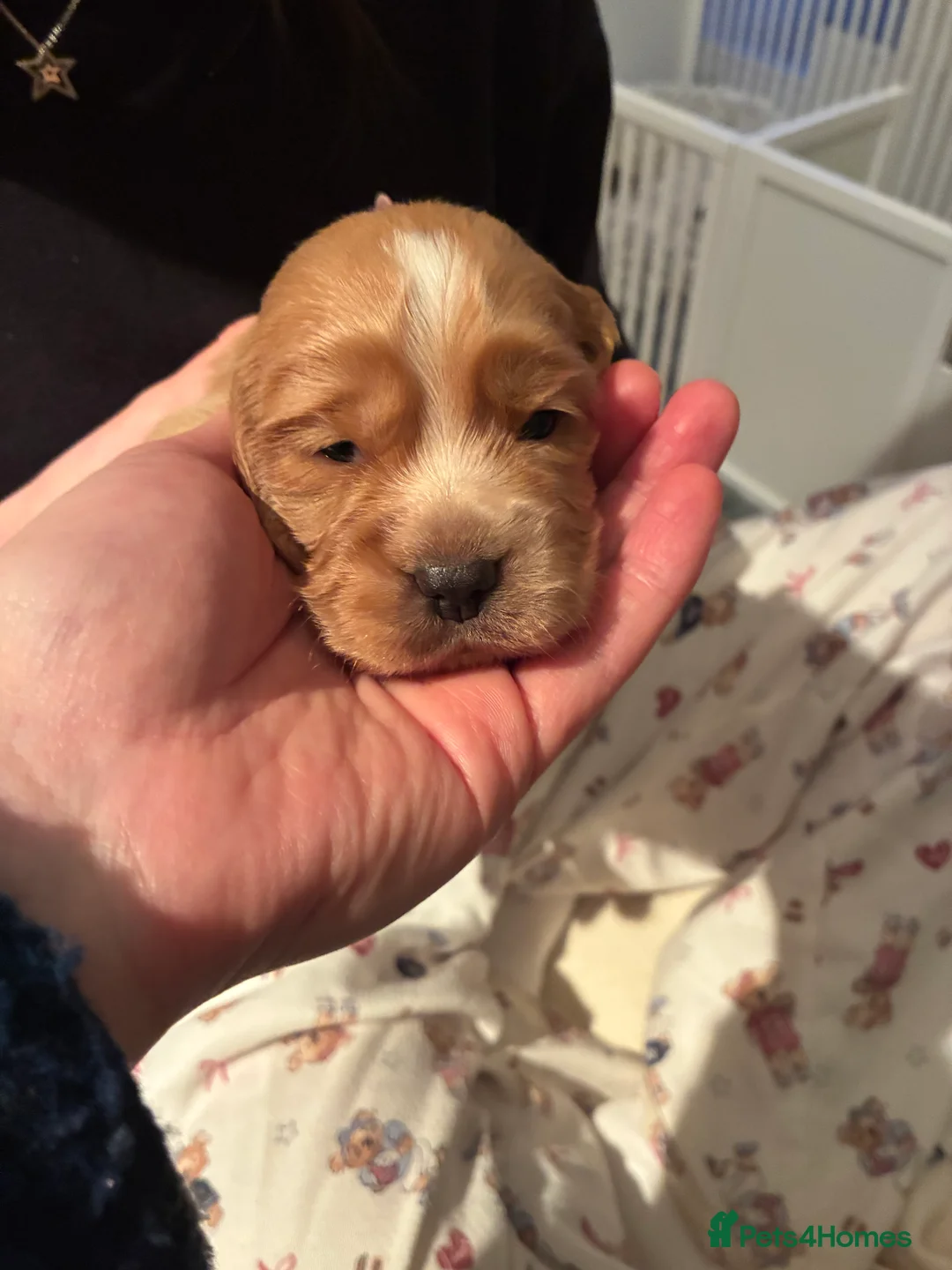 Cocker Spaniel dogs for sale: KC Registered and Vet checked Pups - Advert 8