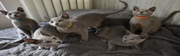 Russian Blue cats for sale: Beautiful Russian Blue Kittens – Ready Now in Amersham - Advert 3