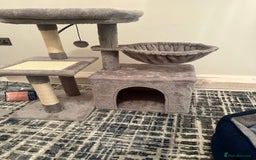 Russian Blue cats for sale: Pure Russian Blue Kitten - Advert 7